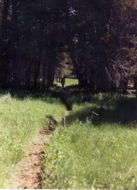 path_through_the_forest_no_fence_sm.jpg (11554 bytes)